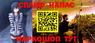 крисы Шебекино